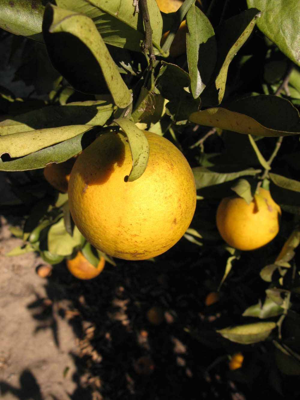            Fruit (Winter Haven, FL)   